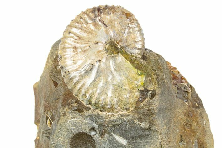 Cretaceous Fossil Ammonite (Jeletzkytes) - South Dakota #189333